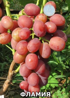Фламия (4)